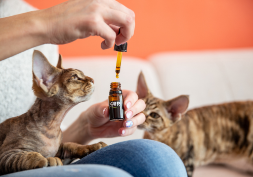 Two cats clamoring over a hand holding a cbd oil tincture
